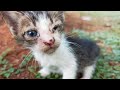 An Orphaned Kitten Is Found Alone With Dirty Eyes