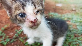 An Orphaned Kitten Is Found Alone With Dirty Eyes. Episode 1