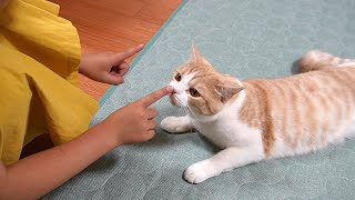 【猫と次女】なぜか成立する会話!?がかわいい【スコティッシュフォールド】【アビシニアン】 screenshot 3