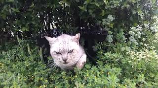 雨の日は猫ハウスから出てきません。