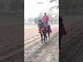 Faizabad Horse Race 2026 Rounahi Race  Faizabad Ghoda 👑 Race #horse #horseshorts #sindhi #racing