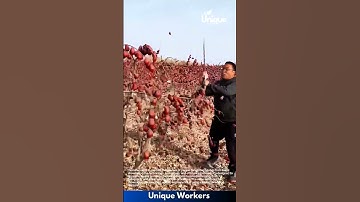 Jujubes for beginners: a simple guide to jujube harvesting