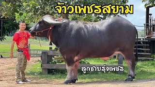 ใหญ่เกินควาย จ้าวเพชรสยาม ยักษใหญ่แห่งอุทัย อัพเดทล่าสุด และควายในคอกผู้ใหญ่แคท 16 ต.ค.66  #ควายใหญ่
