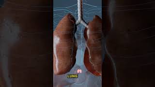 Top Doctor Reveals 10 Surprising Lung Damaging Medications Profile