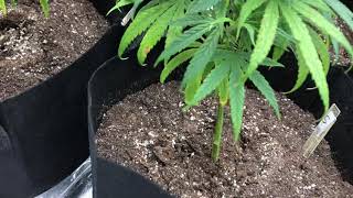 Spotted leaves in my Blue Dream grow
