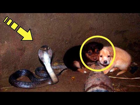 Video: Kobra madu – huvitavad faktid. Kuningkobra kui madu on väga ohtlik ja kiire