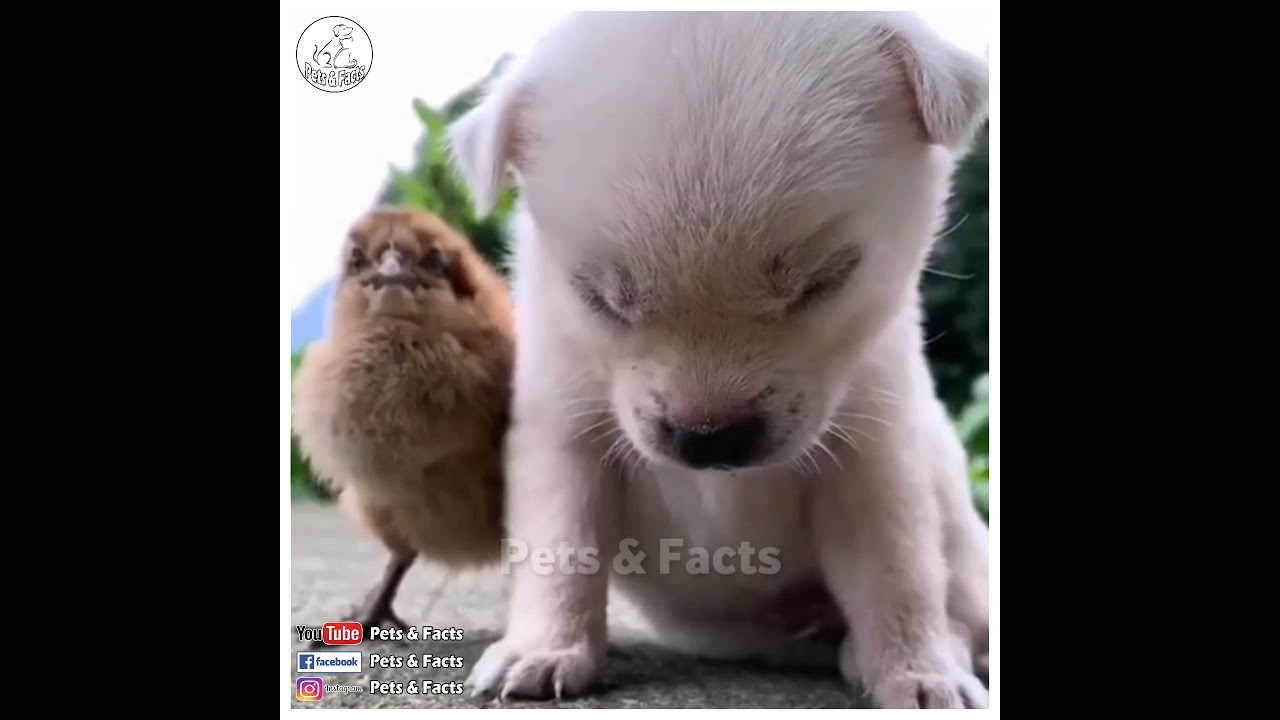 Cute  Puppy | Pets And Animals | Pets Videos | Pets&Facts 