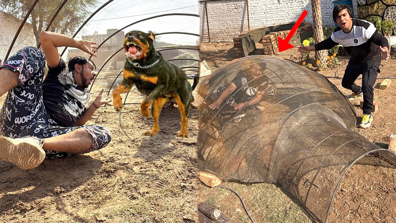 Mamu Ko Rottweiler Ky Cage Mein Dal Dea 😰 Punishment Done 😡