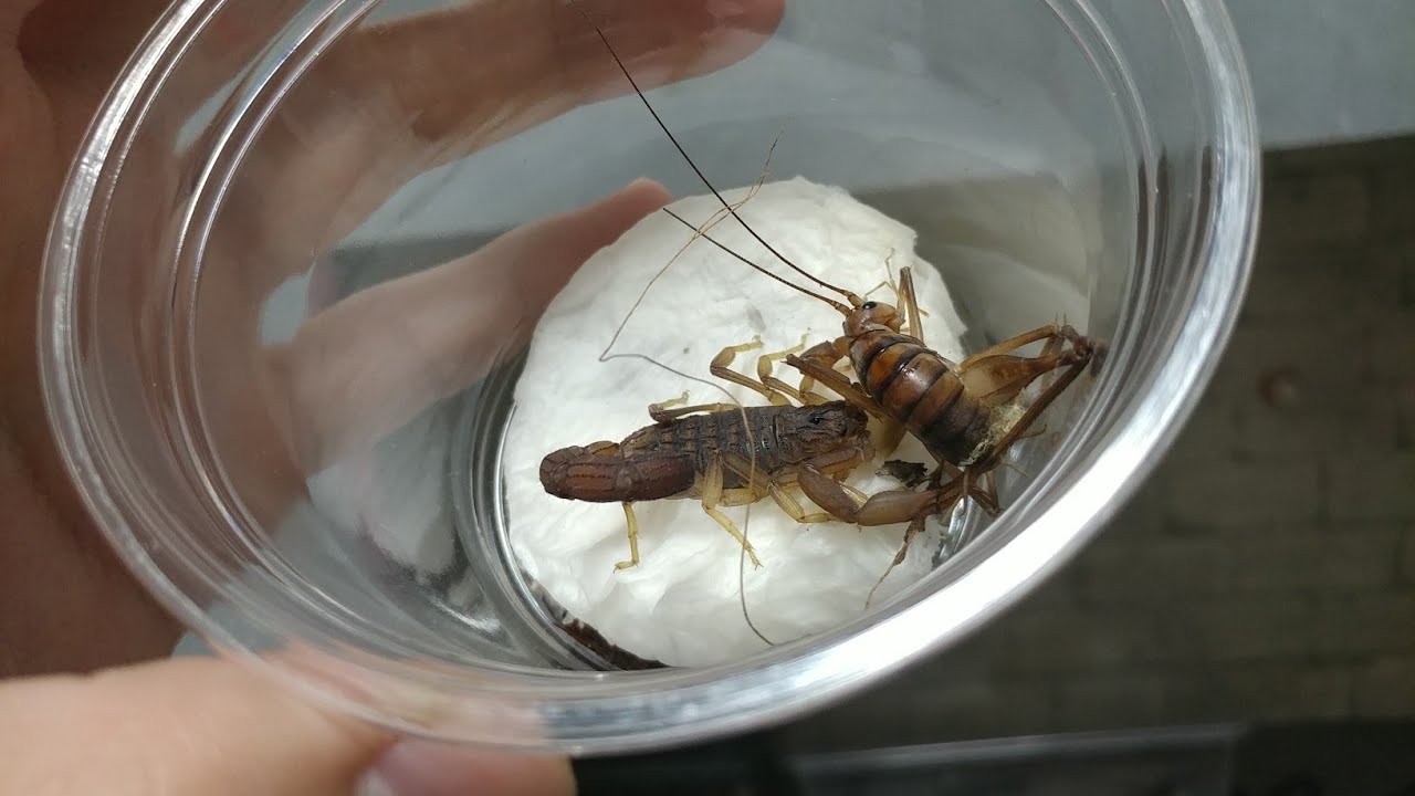 (다정한흑형)붉은악마전갈vs곱등이성충! 번외 호랑거미와 80마리의 새끼전갈, image size:1280x720