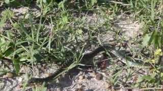 Comportamiento De Defensa En La Culebra Verde Y Negra liophis Poecilogyrus Sublineatus