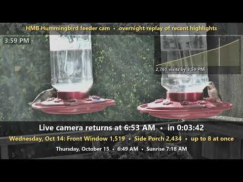 Hummingbird Feeder Cam 24/7, Half Moon Bay, California