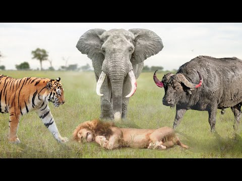 7 Animals That Can Kill a Lion Easily