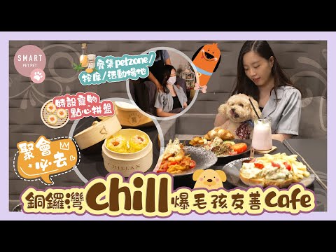 【聚會必去!銅鑼灣Chill爆毛孩友善cafe 齊集petzone/按摩/活動場地】 【聚會必去!銅鑼灣Chill爆毛孩友善cafe 齊集petzone/按摩/活動場地】