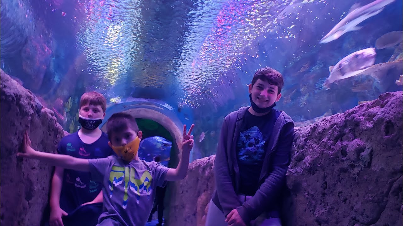 Let’s Visit the VIA Aquarium walkthrough in Schenectady New York