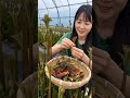 Plant These Once &amp; Harvest for a Whole Year #farming #vegetables tips #short