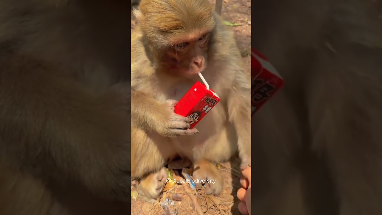 Smartest Monkeys on Earth 