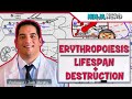 Hematology | Erythropoiesis: Lifespan & Destruction | Part 2