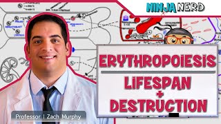 Hematology | Erythropoiesis: Lifespan & Destruction: Part 2