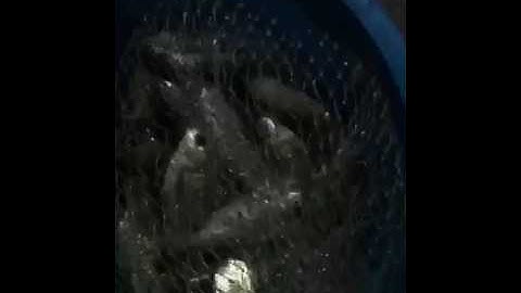 Một ngày câu cá diếc