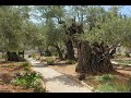 Gethsemane Garden Jerusalem Israel.