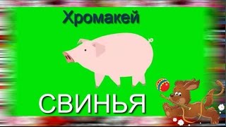 37. Футаж на хромакее. свинья. Футаж для создания видео.