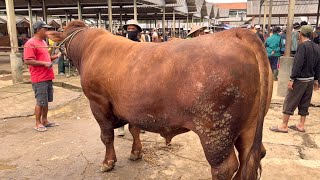 Sapi terbesar pagi ini , minta 60jt akhirnya deal segini 🔥