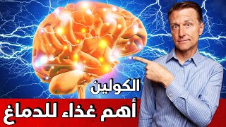 التركيز وقوة الانتباه | أين يوجد الغذاء الأهم للدماغ | أسيتيل كولين