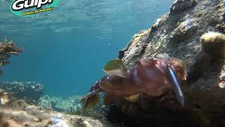 ガルプ！ クラビー 水中アクション動画