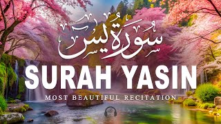Surah Yaseen    Ultimate Relaxing Quran For Peace  Protection  Quran For Sleep