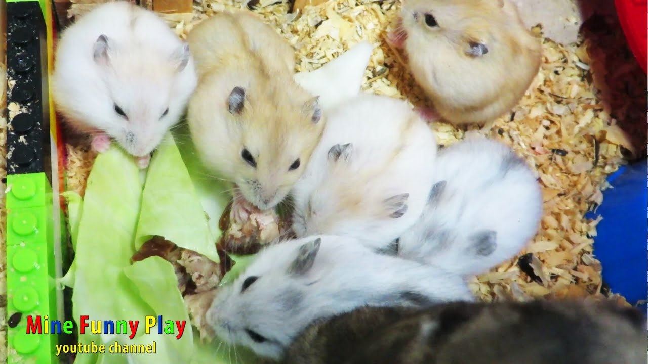 Image showcasing Hamsters story - Babies going to run - YouTube