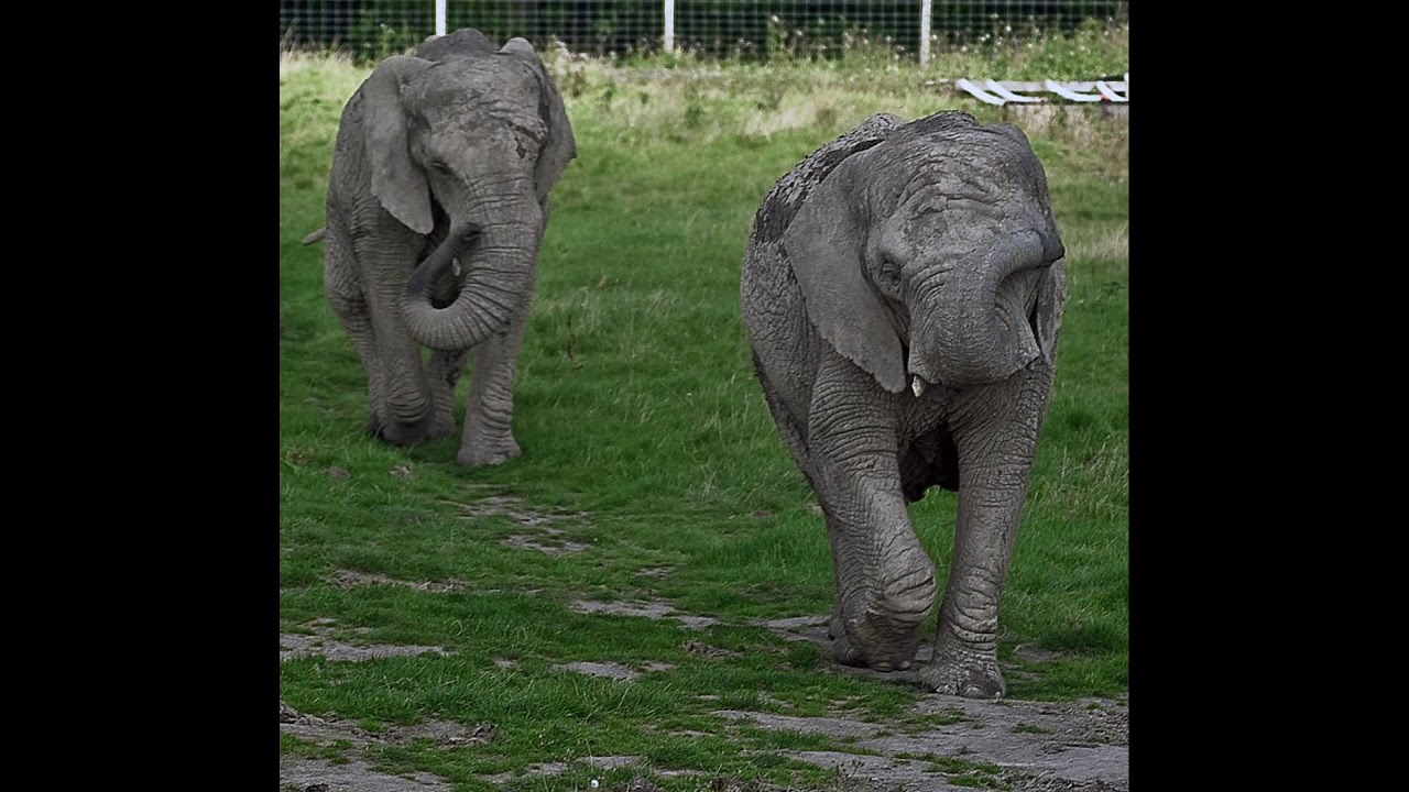 Free High Resolution Stock Images Of Elephants