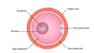 M.C.Q Series Chapter 2 Biology class 12th important examination series NCERT