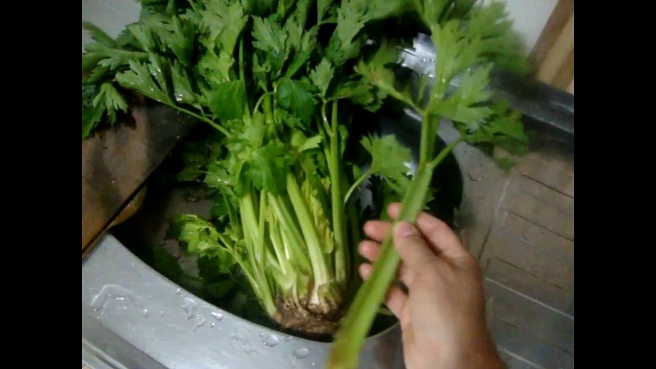 Salsão/Aipo,como limpar ,e como usar