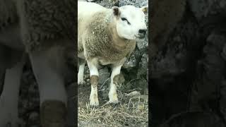 Texel sheep breed. Marino sheep breed. Corridale sheep breed