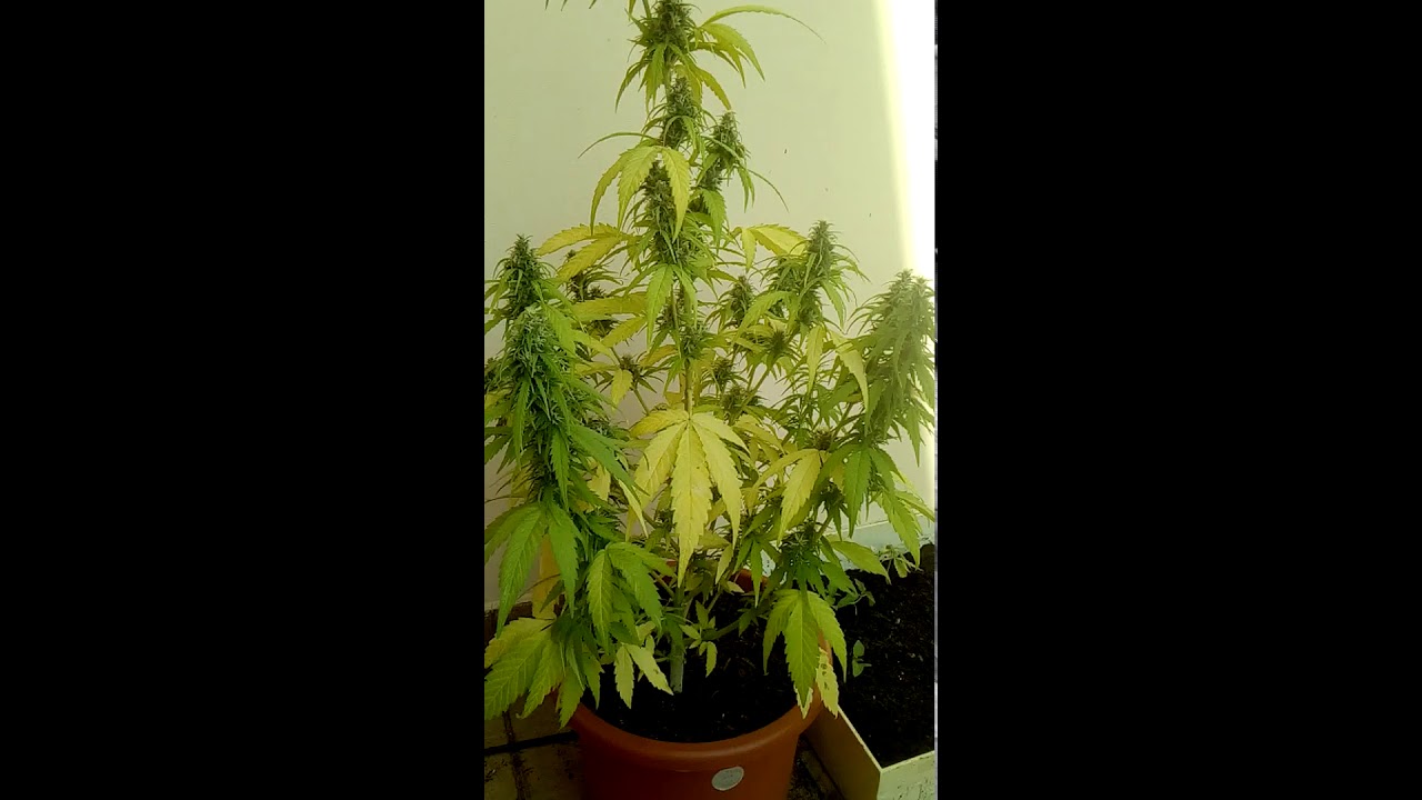 Auto Think Different.