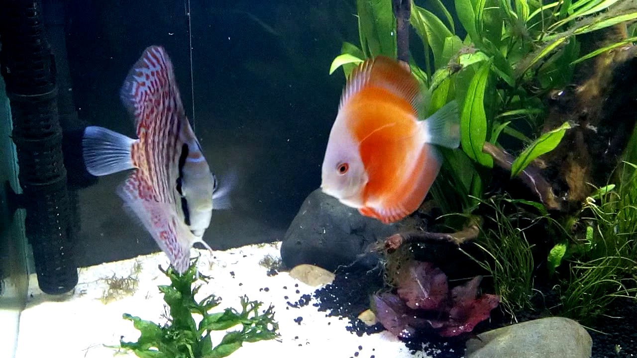 How Many Discus In 40 Gallon Tank