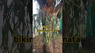 Download Lagu Simbar cantik #tanamanhias #simbar #ytshorts MP3