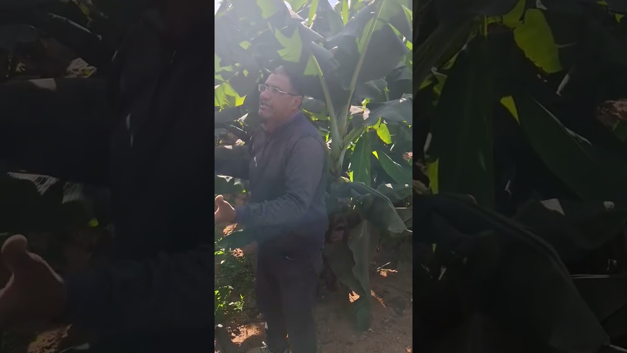 الموز الصيفي المكشوف ازاي نسمد نعمل ايه علشان الصقيع نخدم في اي وقت وطريقه الخدمه الاج