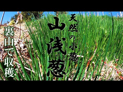 Mountain greens] Adzuki leaves and mountain greens are harvested