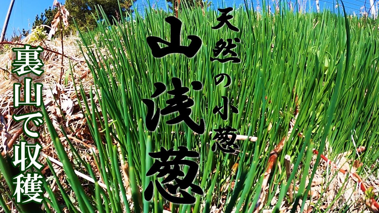 Mountain greens] Adzuki leaves and mountain greens are harvested