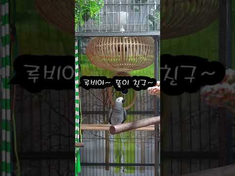 흥이 많은 앵무새 K-parrot [연구대상똘이뷰] Korean-gray parrot#shorts