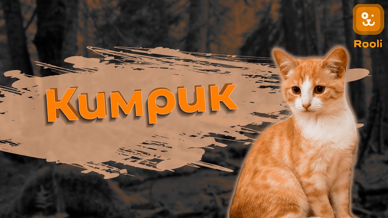 Кимрик: Порода кошек, о которой вы могли не знать - Описание, фото, особенности
