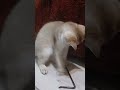 Straw Game #elya #cat #fantik #straw #shorts #like