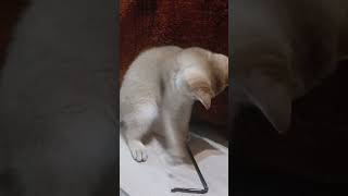 Straw Game #elya #cat #fantik #straw #shorts #like