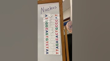 From DNA TO PROTEINS