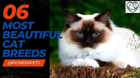 Watch the video about The 6 Most Beautiful Cat Breeds
