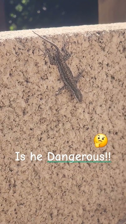 🫣 Poisonous Lizards Arizona!!! #shorts #lizard #nature #dead #poison #