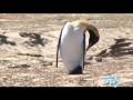 La Televisión desde Las Islas Malvinas: Pingüinos parte 2 LA TV ECUADOR 05/01/14