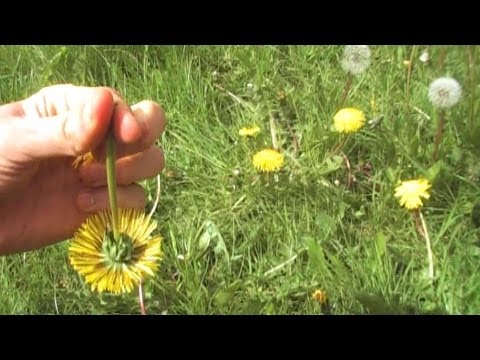 how-to-make-wild-dandelion-flower-tea!-superfood-for-your-eyes!