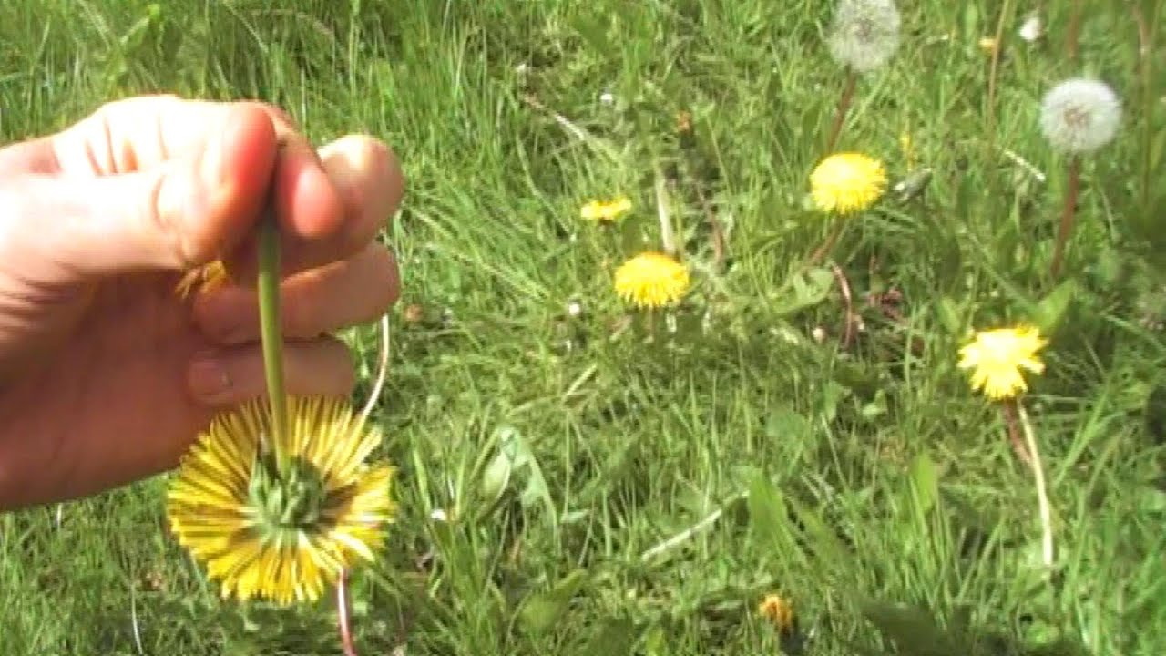 How to Make Wild Dandelion Flower Tea! Superfood For Your Eyes! YouTube